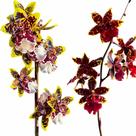 Orquídea Exótica Colmanara Já Florindo Com Vaso