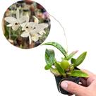Orquídea Exótica Rústica '' Laelia Rubescens '' Planta Viva