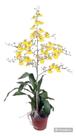 Orquidea Flor amarela Chuva de Ouro Orquidea Flor amarela Chuva de Ouro