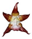 Orquídea Huntleya Meleagris Planta Adulta Exótica Raridade !