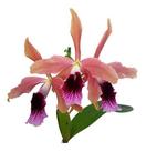 Orquídea Laelia Tenebrosa Planta Adulta Exótica