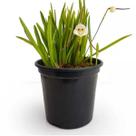 Orquidea Macaco Dracula Lotax Planta Adulta Pronta Entrega