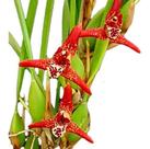 Orquidea Maxillaria Tenuifolia.plantas Adultas Entouceirada