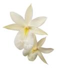 Orquídea Miltonia Regnellii Alba Planta Adulta Flor Branca