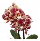 Orquídea Mini Phalaenopsis Exótica Flor Planta Adulta N69