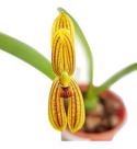 Orquídea Mormolyca Ringens Planta Adulta Mini Flor Orquídea Mormolyca Ringens Planta Adulta Mini Flor