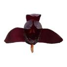 Orquídea Negra Adulta-original Maxillaria Schunkeana Flor Rara Planta Exótica Natural Ambientes Jardins