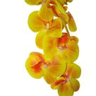 Orquídea Pendente 72202