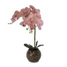 Orquídea Pêssego x2 Vaso Aquário Orquídea Pêssego x2 Vaso Aquário