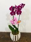 Orquídea phalaenopsis 2 astes Orquídea phalaenopsis 2 astes