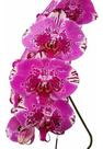 Orquídea Phalaenopsis Cascata Flor Rosa Planta Adulta 2 Envasada Pote Plástico 15 Orquídea Phalaenopsis Cascata Flor Rosa Planta Adulta 2 Envasada Pote Plástico 15