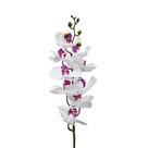 Orquídea Phalaenopsis Real Toque Florarte X9 92cm Vol. 9