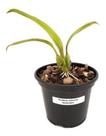Orquídea Pholidota Imbricata Guizo De Cascavel Planta Adulta