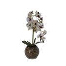 Orquídea Pintada x2 Vaso Aquário Orquídea Pintada x2 Vaso Aquário