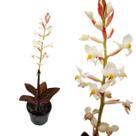 Orquídea Pipoca Ludisia Discolor Planta Adulta Natural