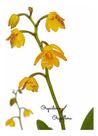 Orquídea Polystachya Pubescens Planta Adulta