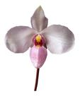 Orquídea Rara Sapatinho Paphiopedilum Delenatii! Planta Adulta !