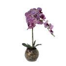 Orquídea Rosa Pintada x2 Vaso Aquário Orquídea Rosa Pintada x2 Vaso Aquário