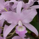 Orquídea Skinneri Coerulescens Muda em Toquinho (3300)