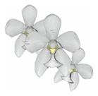 Orquídea Spathoglottis Alba Planta Adulta