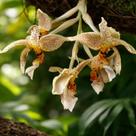 Orquídea Stanhopea Oculata - Planta com 3 a 6 Bulbos