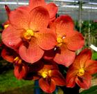 Orquídea Vanda Laranja Muda Plantada
