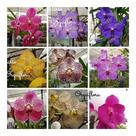 Orquídea Vanda Planta Adulta Mista Cores Variadas