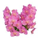 Orquídea Vanda Rosa Claro Adulta