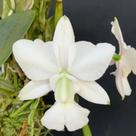 Orquídea Walkeriana Alba Muda em Toquinho (2756)