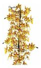 Orquideas Dama Dançante Oncidium Sphacelatum Planta Adulta