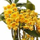 Orquideas Dendrobium Densiflorum Planta Adulta Com Vaso Exótica Rara Jardins Decoração Natural