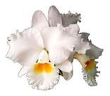 Orquídeas Flor Blc Irmã Dulce Planta Exótica Rara Branca