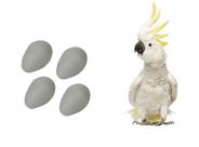 Ovo Indez Branco para Cacatua - Unidade