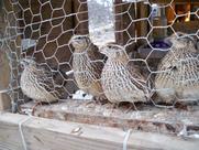 Ovos férteis de codorna Coturnix para incubação, 24 unidades, novos