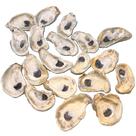 Oyster Shells for Crafts Tumbler Home, saco a granel de 10 a 12 cm e 20 unidades