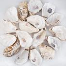 Oyster Shells QEQEKAKA, 30 unidades, planas e côncavas, 13-15 cm, extra grandes