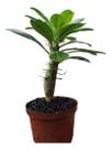 Pachypodium Saundercii Muda Rosa Do Deserto Com Espinho Top Pachypodium Saundercii Muda Rosa Do Deserto Com Espinho Top