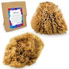 Pacote com 2 esponjas marinhas Artist Sea Sponges NAROA Natural para pintura