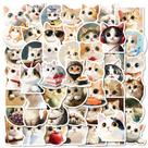 Pacote de adesivos com tema de gato de rosto redondo, 50 unidades para álbuns de recortes e muito mais