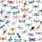 Pacote de adesivos Dragonfly, 50 peças de decalques realistas para insetos Pacote de adesivos Dragonfly, 50 peças de decalques realistas para insetos