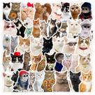 Pacote de adesivos Funny Cat Meme Style, 50 unidades de vinil impermeável