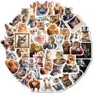 Pacote de adesivos Funny Realistic Cat Face, 50 unidades à prova d'água