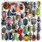 Pacote de adesivos Insect, 50 peças de decalques realistas de insetos para crianças Pacote de adesivos Insect, 50 peças de decalques realistas de insetos para crianças