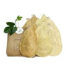 Pacote de esponja de peixe Miw Piw Natural Loofah 10 Esfoliante de Vegetais