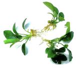 Pacote de plantas aquáticas Marcus Fish Tanks Anubias VAR Nana