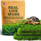 Pacote de variedades Live Moss LUCKYRUNES, pacote com 3 Mixed Moss