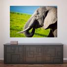 Painel Adesivo de Parede - Elefante - 650png