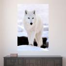 Painel Adesivo de Parede - Lobo Branco - 586png