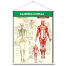 Painel Banner Anatomia Humana de Lona Gigante - 120 x 100 cm