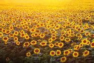 Painel de Lona Girassois ao Sol Painel de Lona Girassois ao Sol